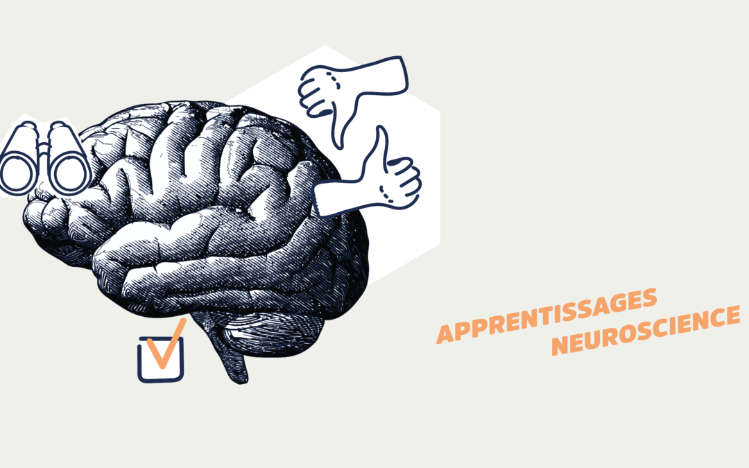 Neurosciences et apprentissage : comment notre cerveau apprend le mieux